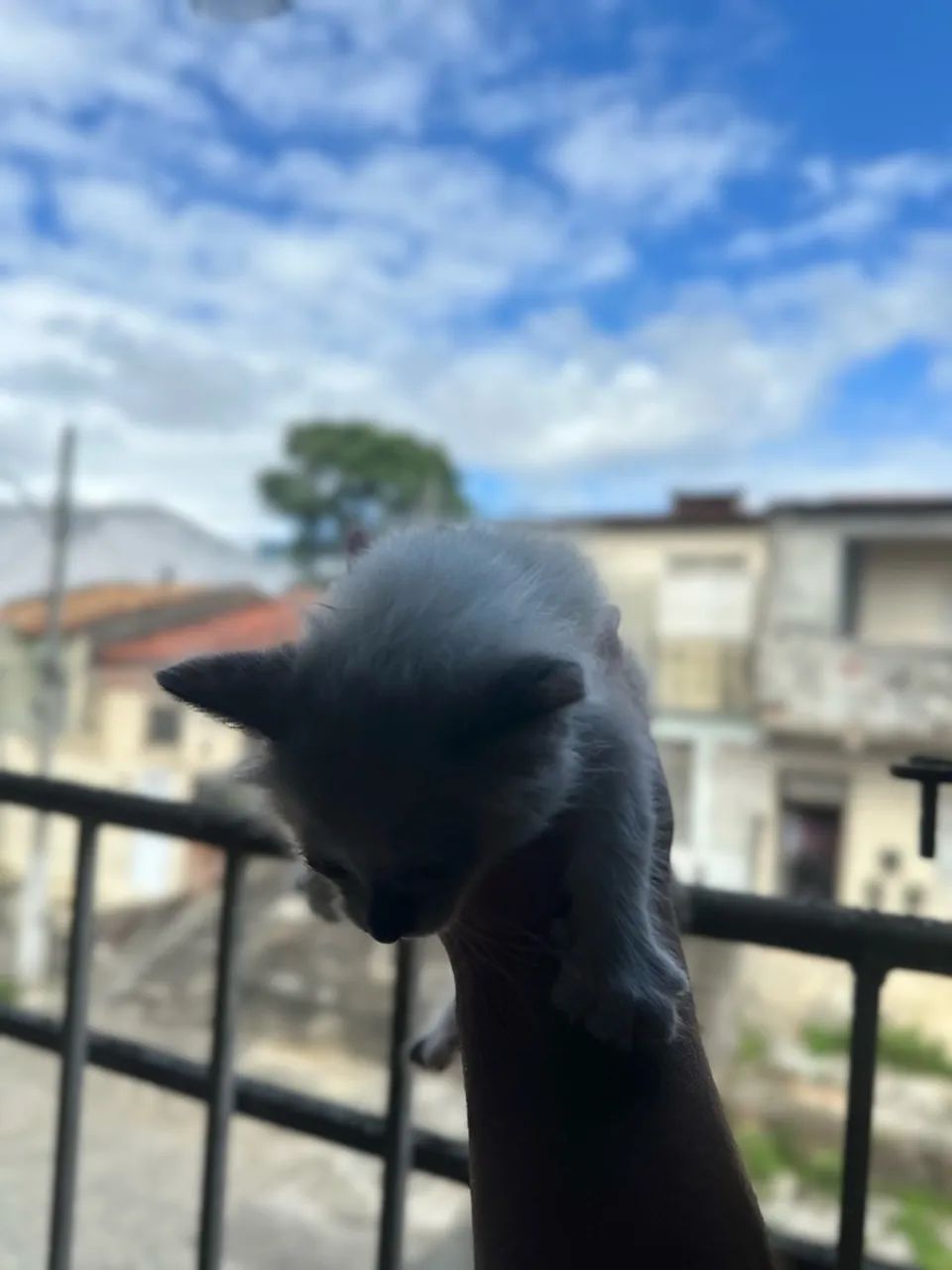 Gatos - Foto 4