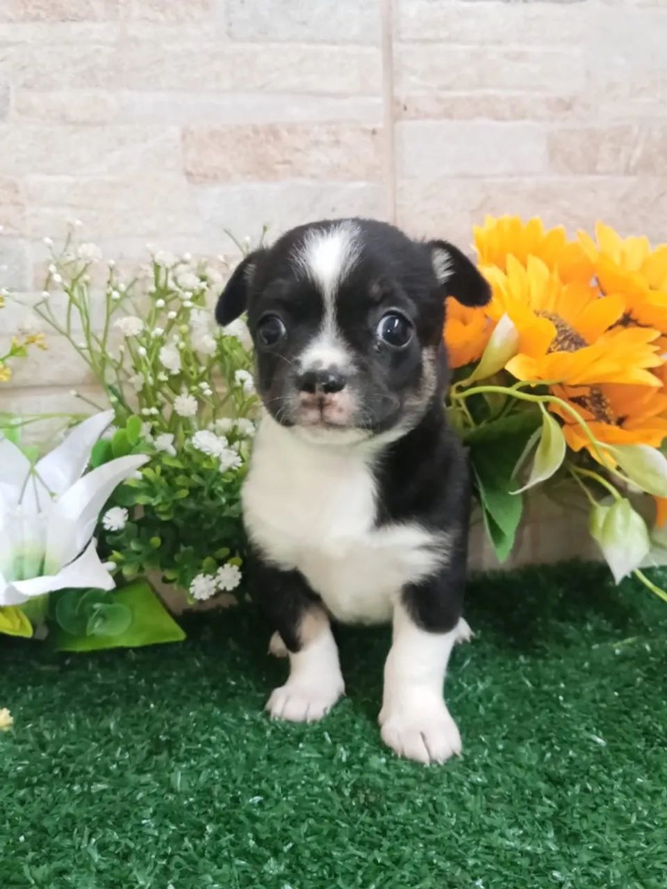 Chihuahua mini - Foto 5