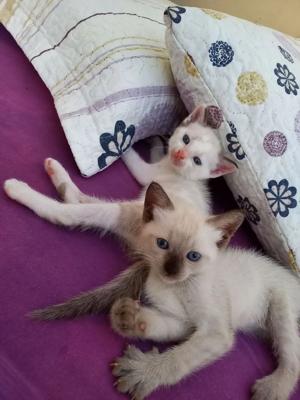 Gatinhos para doação - Foto 2