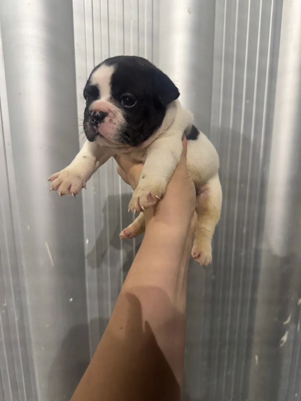 Buldogue francês macho e fêmea  - Foto 2