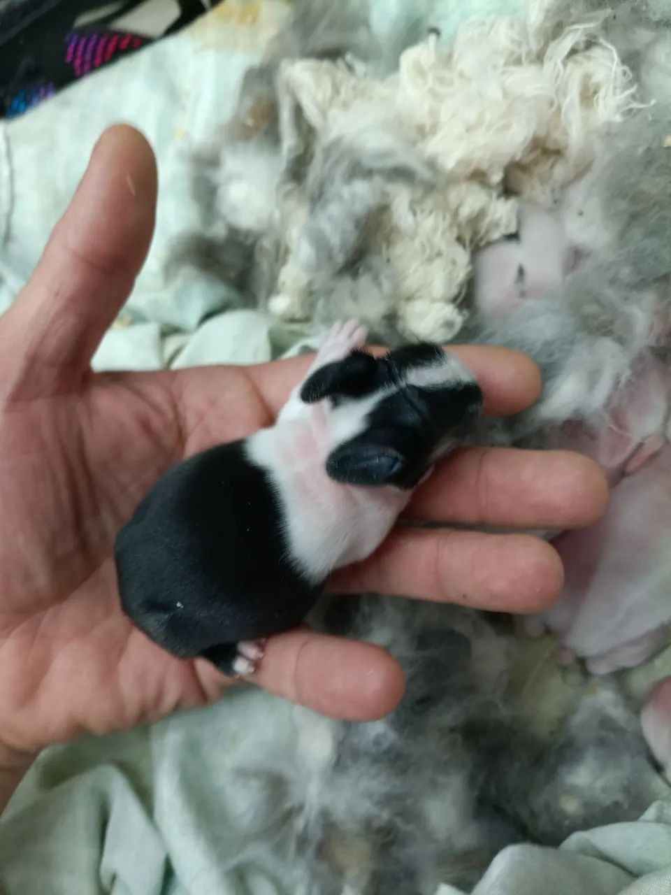 Coelho Teddy  - Foto 3