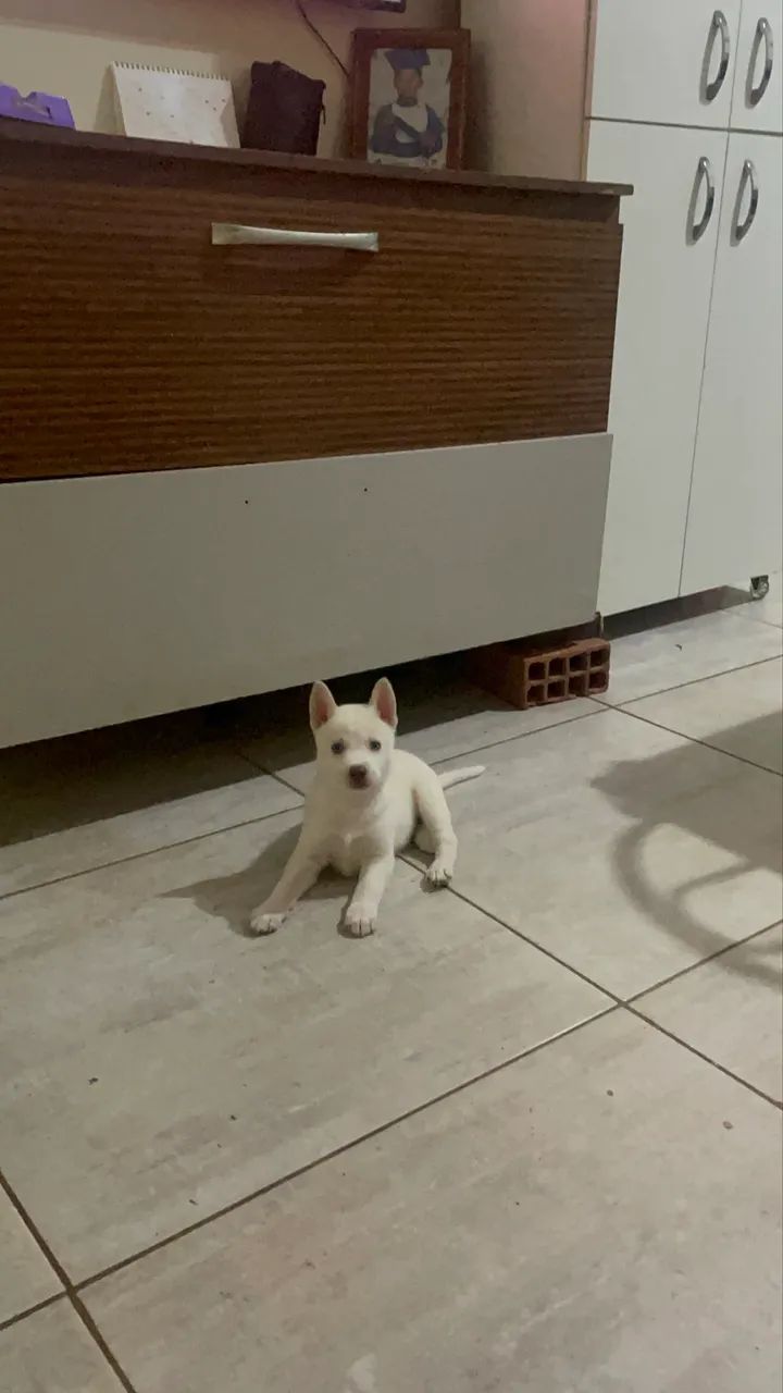 Husky siberiano  - Foto 3