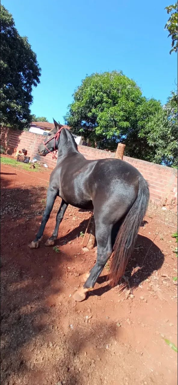 Cavalo quarto de milha  - Foto 2