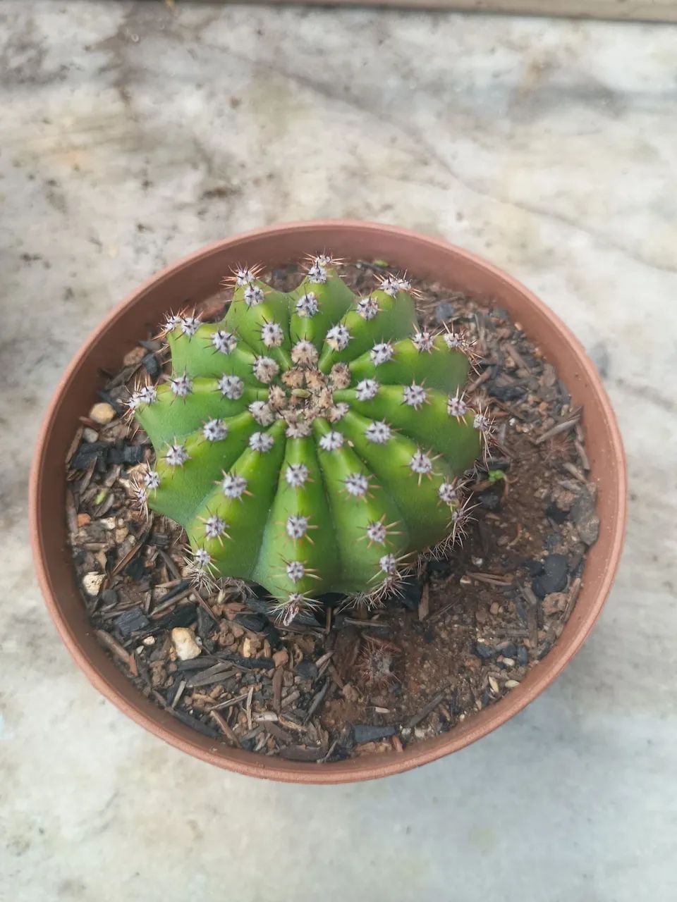 Plantas SUCULENTAS no vaso . - Foto 2
