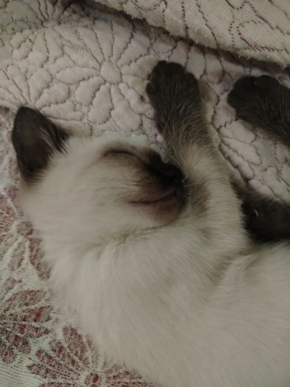 Gatinha  - Foto 2
