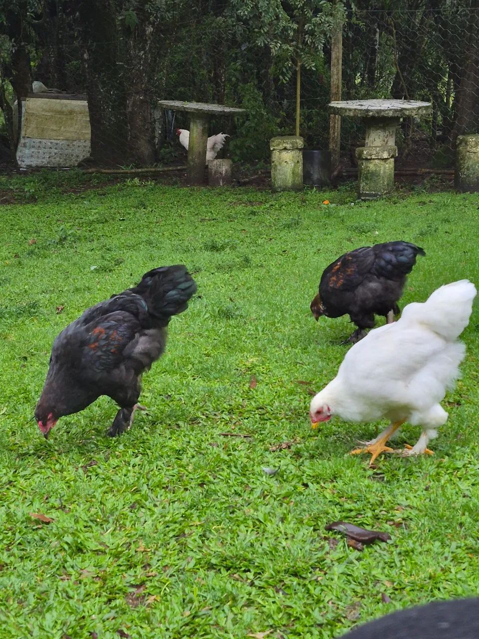 Frango brahma  - Foto 4