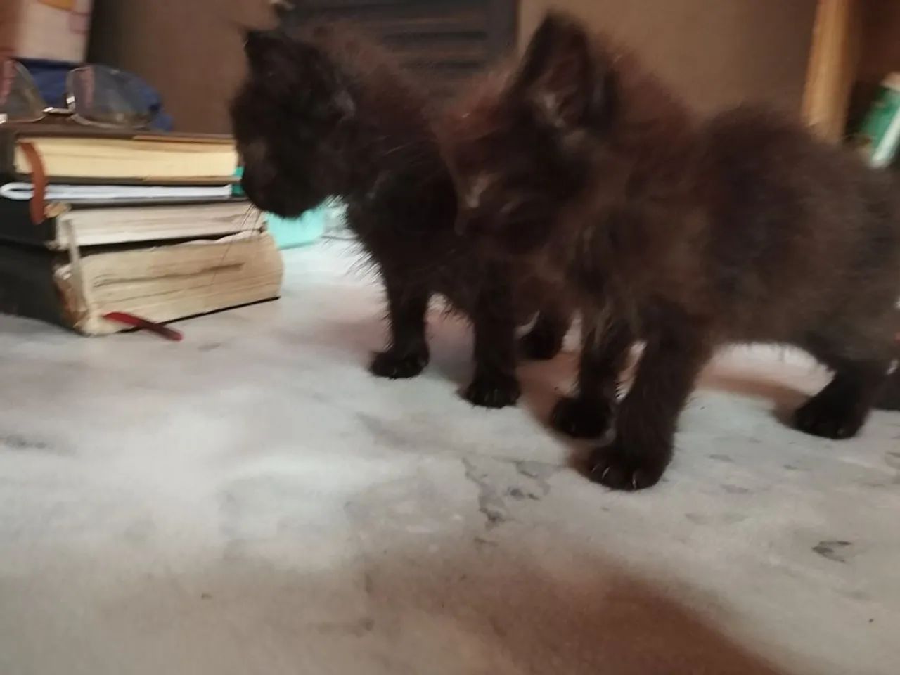 Doação de gatos  - Foto 4