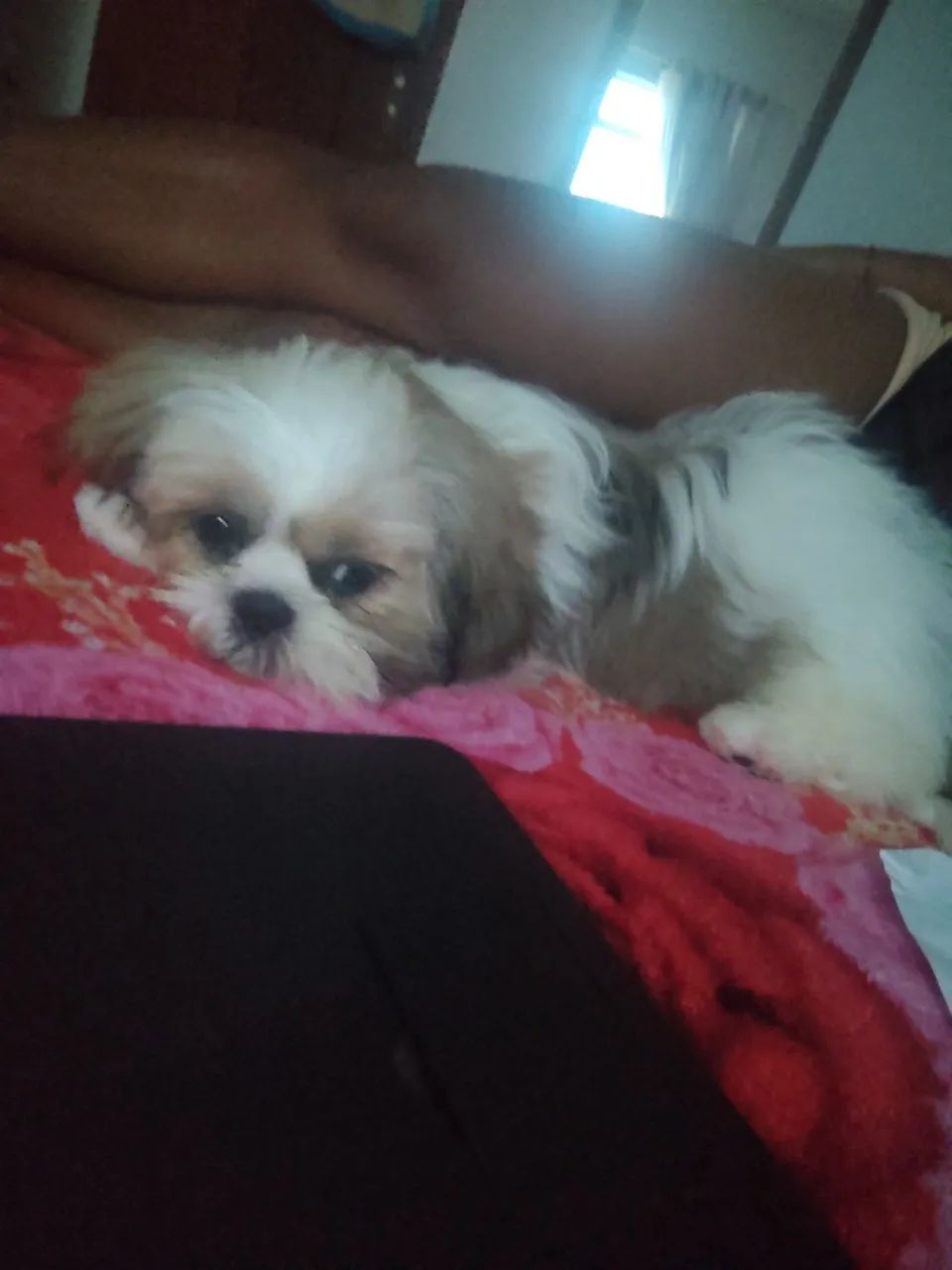 Cachorro  - Foto 4