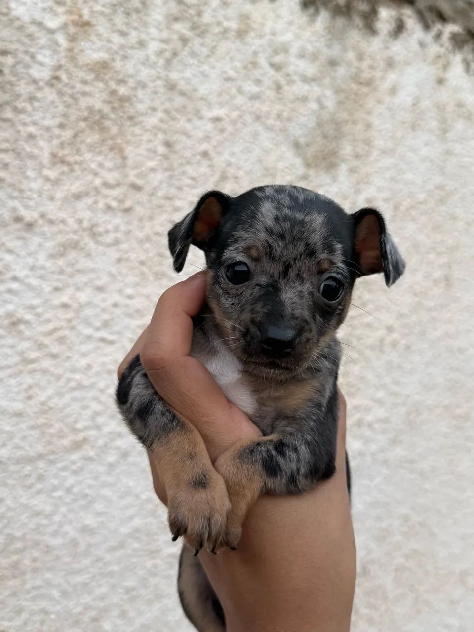 Pinscher macho merle - Foto 3