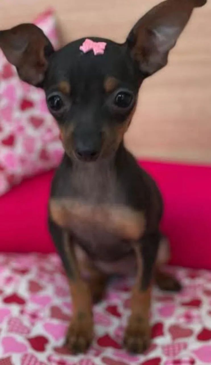 Promoção -Pinscher Minúsculos - Foto 2