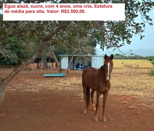 ÉGUA à VENDA