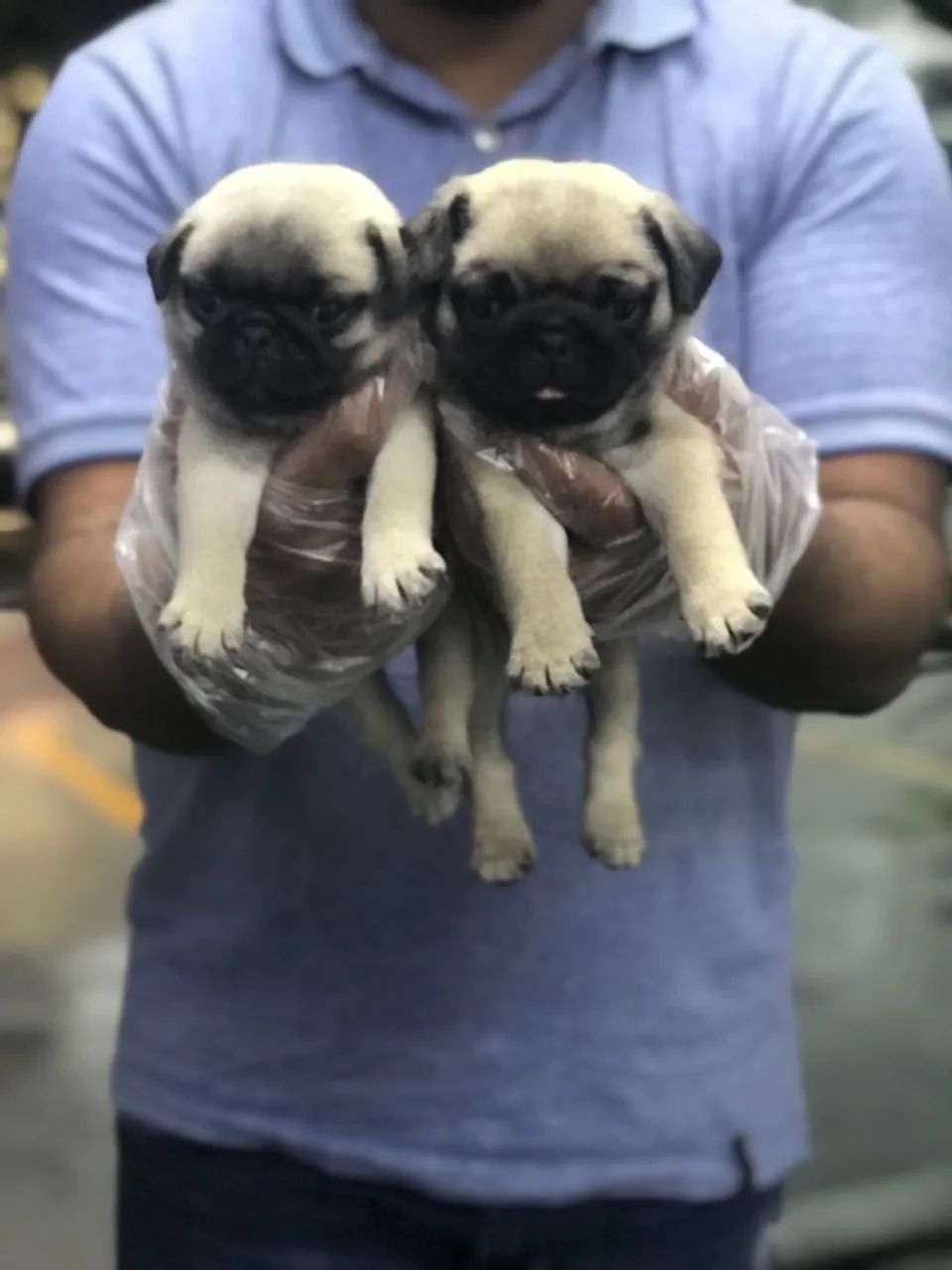 Lindos filhotes de Pug