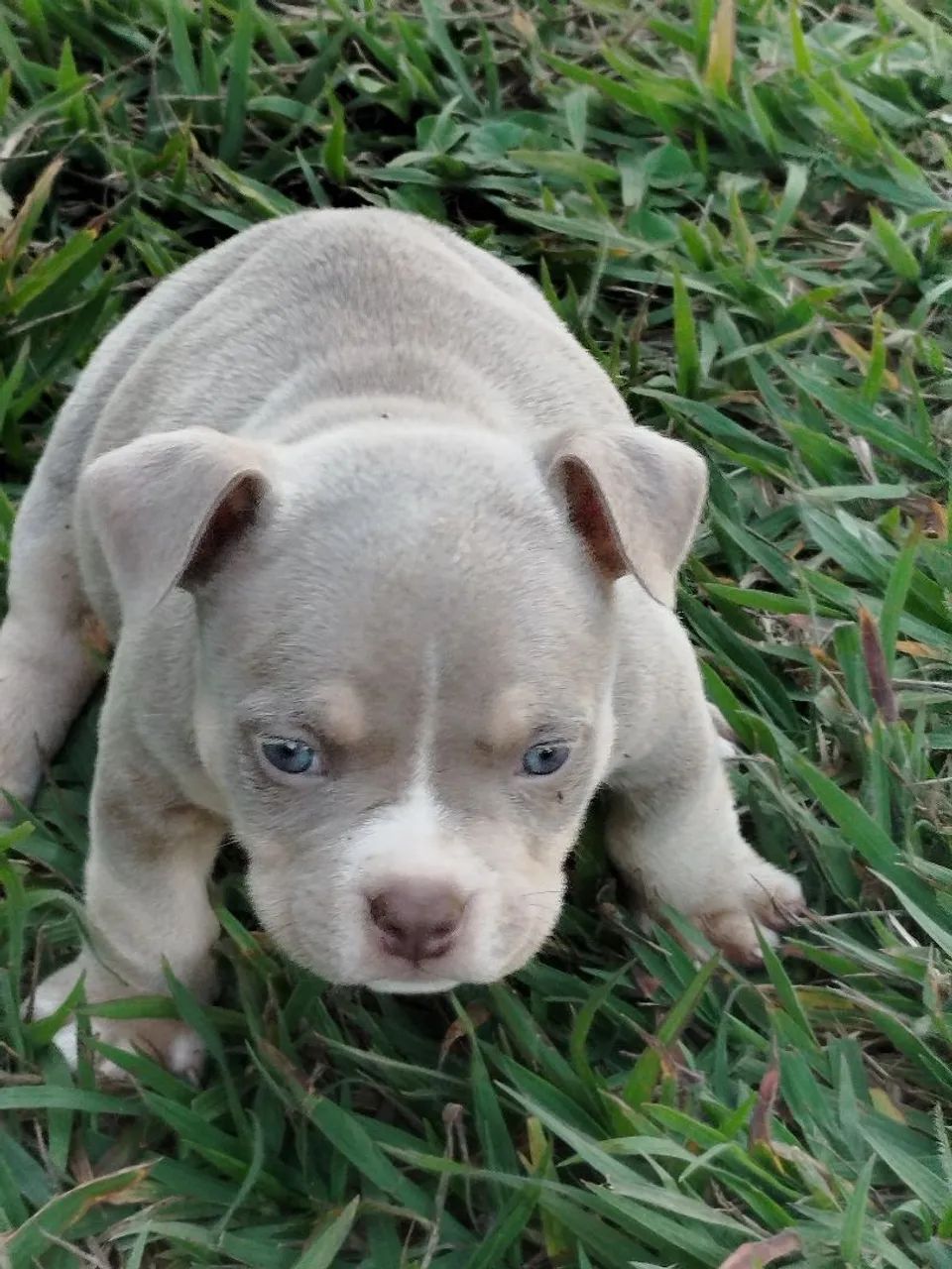 Machinhos de American bull   - Foto 3