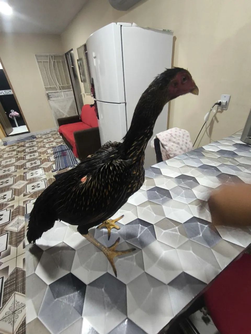 Galinha carioca  - Foto 6