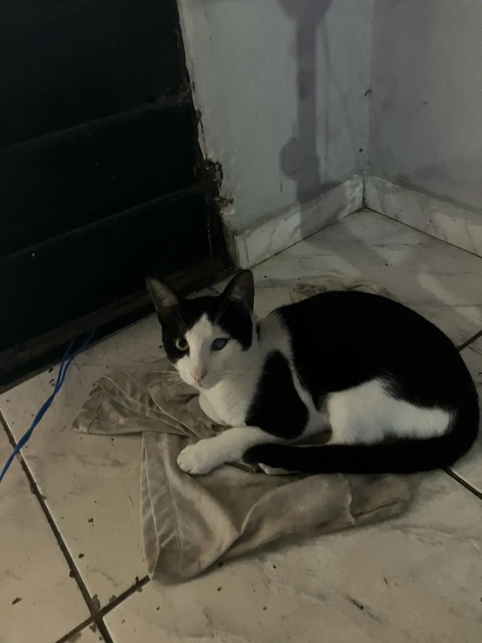 Adoção responsável  - Foto 5