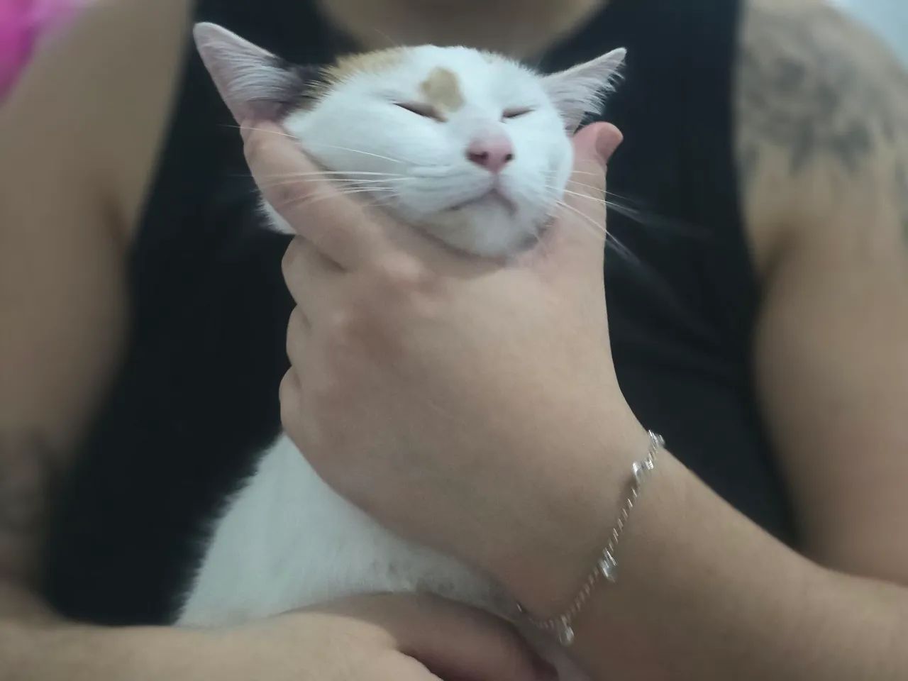 Adoção responsável  - Foto 3