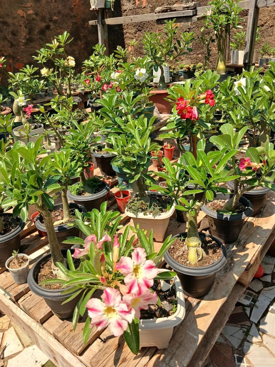 Rosa do deserto  - Foto 4