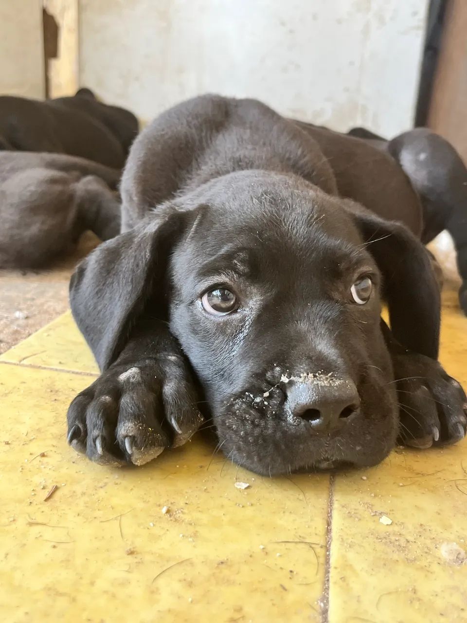 Cane Corso com Pedigree CBKC
