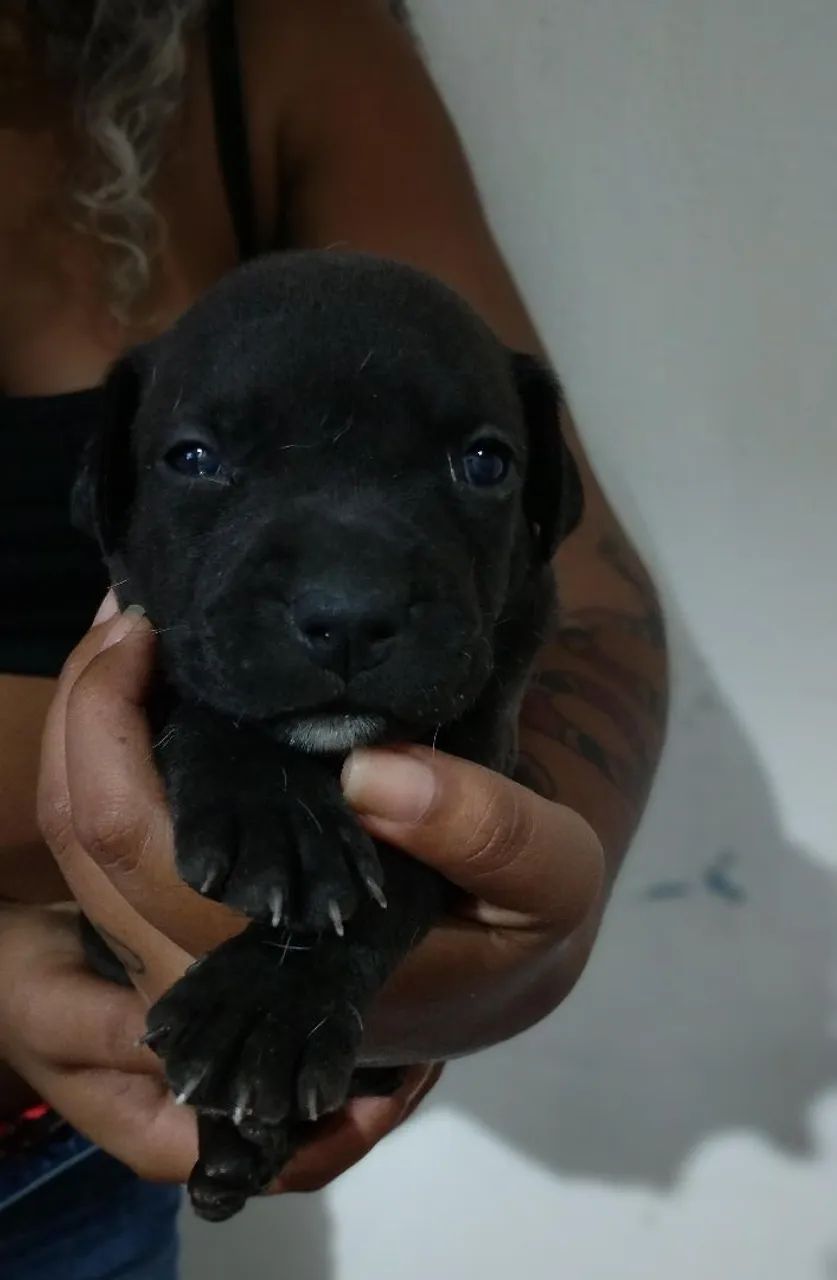 Filhotes de Pitbull  - Foto 3