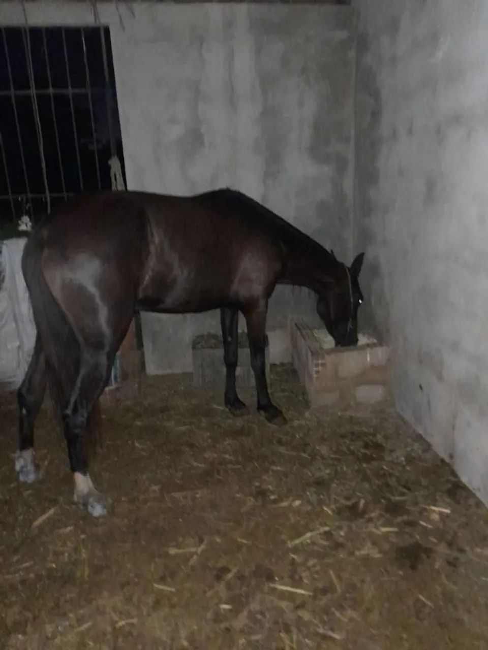 Potra luxo - Foto 3