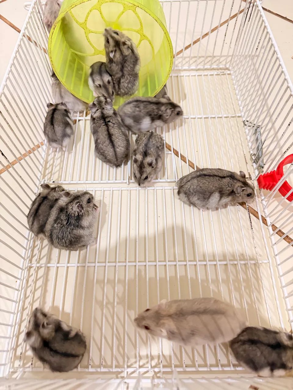 HAMSTER ANÃO RUSSO  - Foto 2