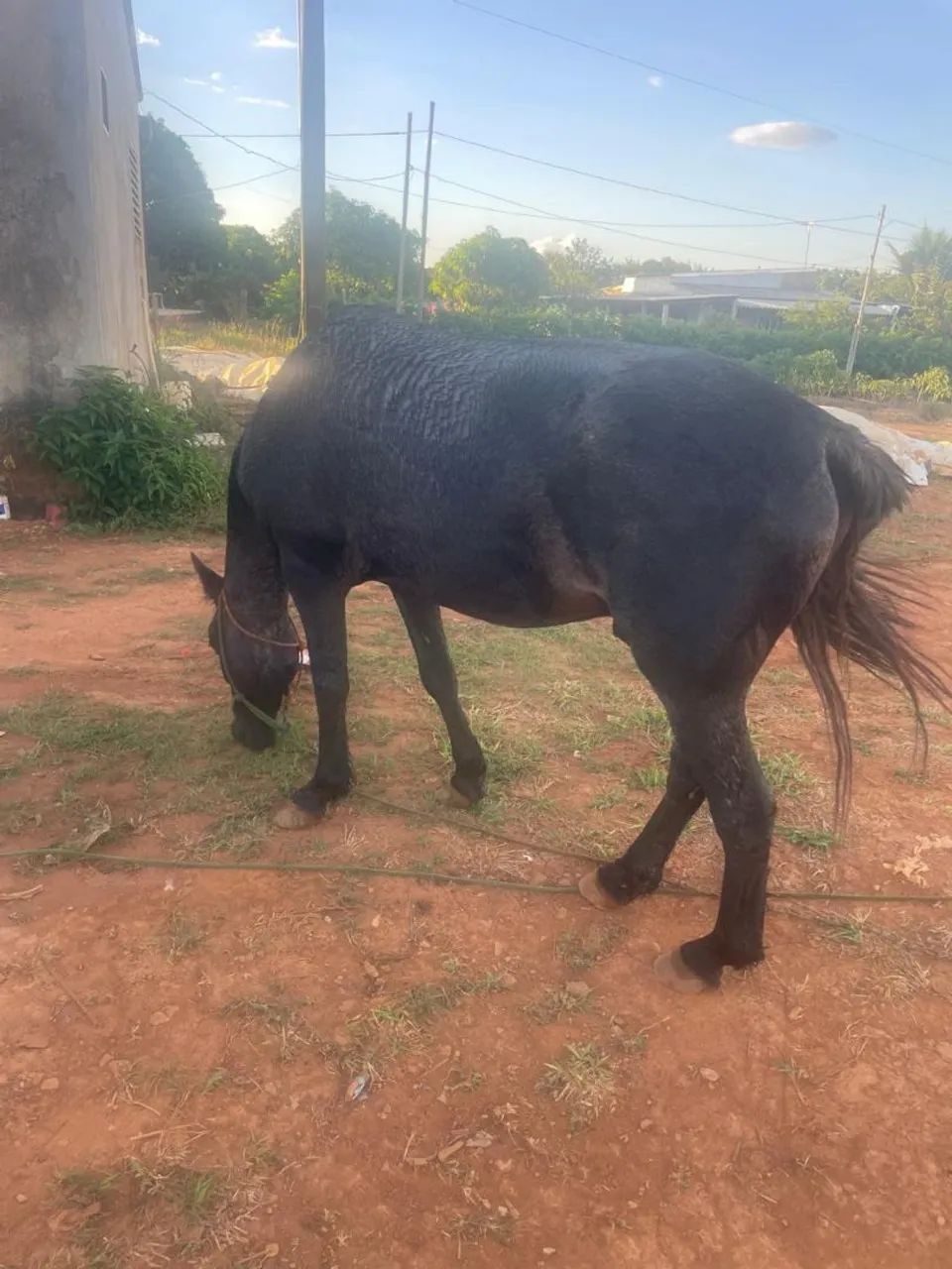 Cavalo - Foto 6