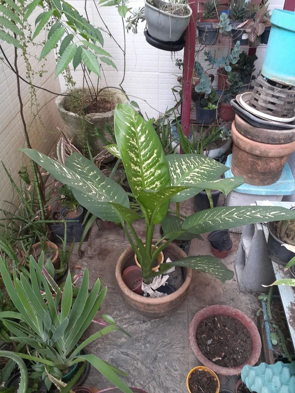 Planta natural 
