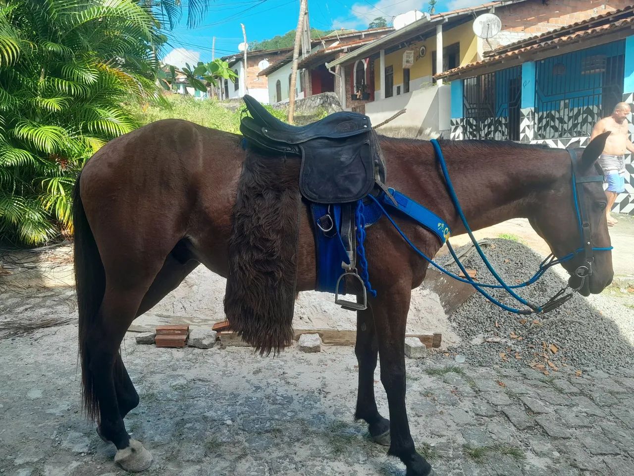 Cavalo - Foto 3