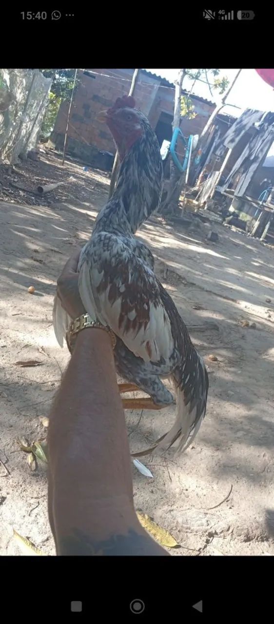 Frango  - Foto 2