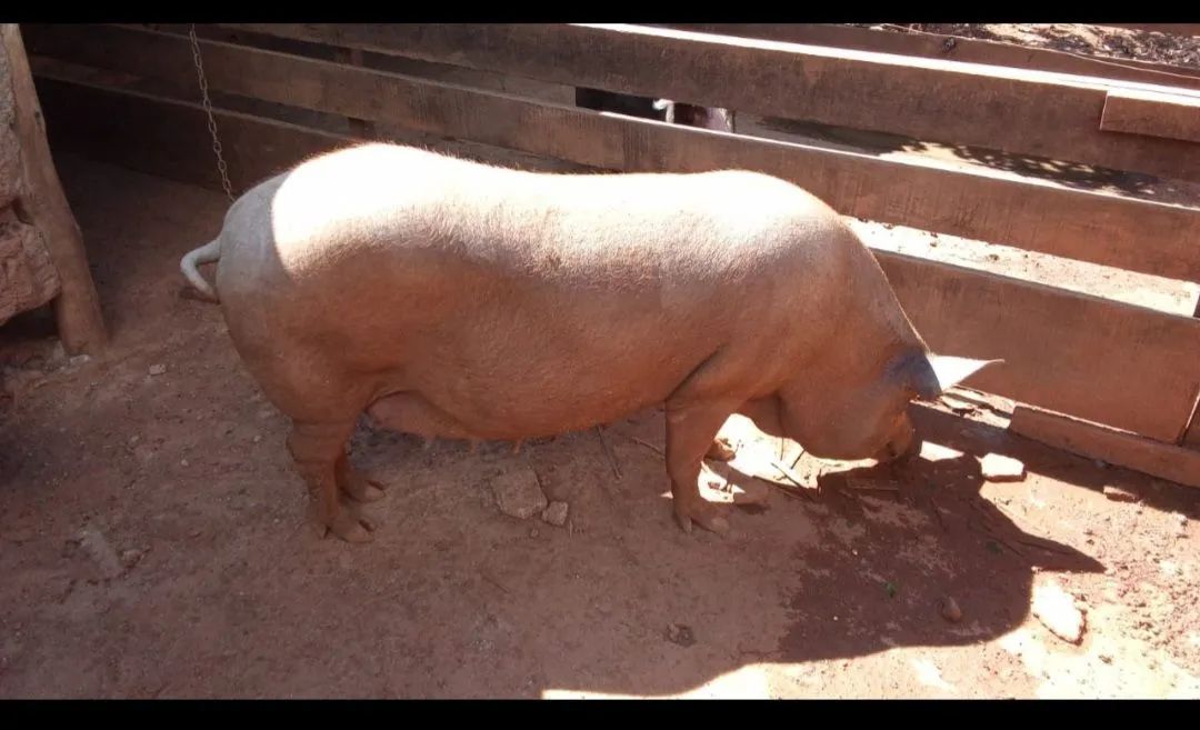 Vende-se porcos caipira 270 um pelo outro pra levar todos tenho 16 porcos  - Foto 6