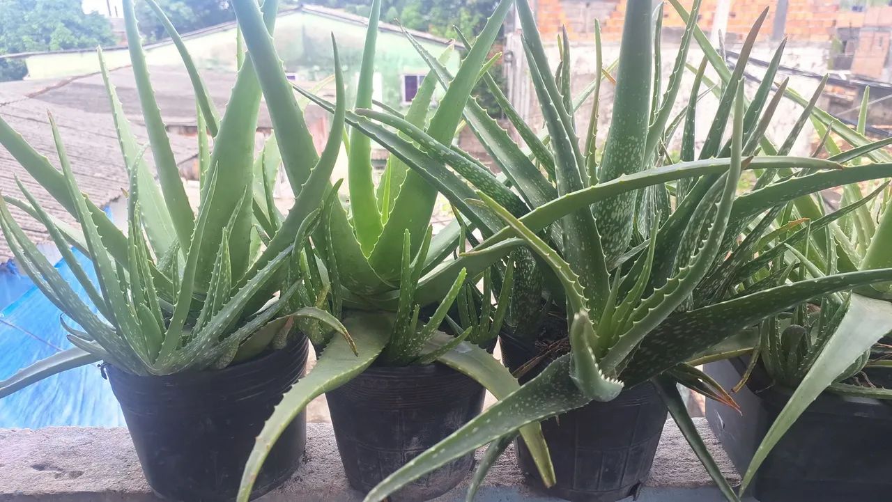 Planta Babosa - Foto 2
