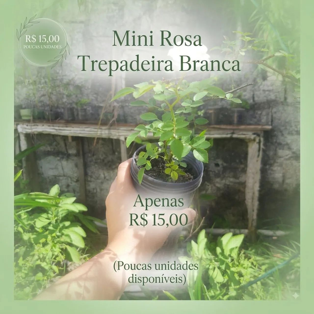 Mudas de Mini Rosa Trepadeira Branca  - Foto 5
