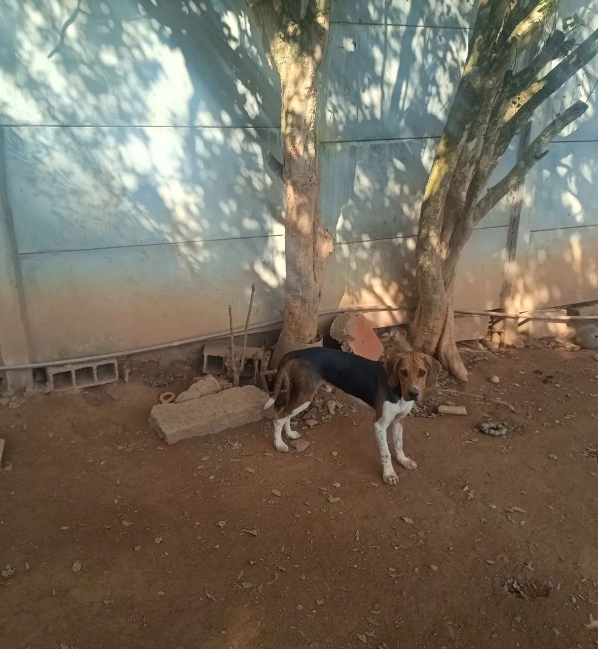 Americano Fox hound - Foto 3