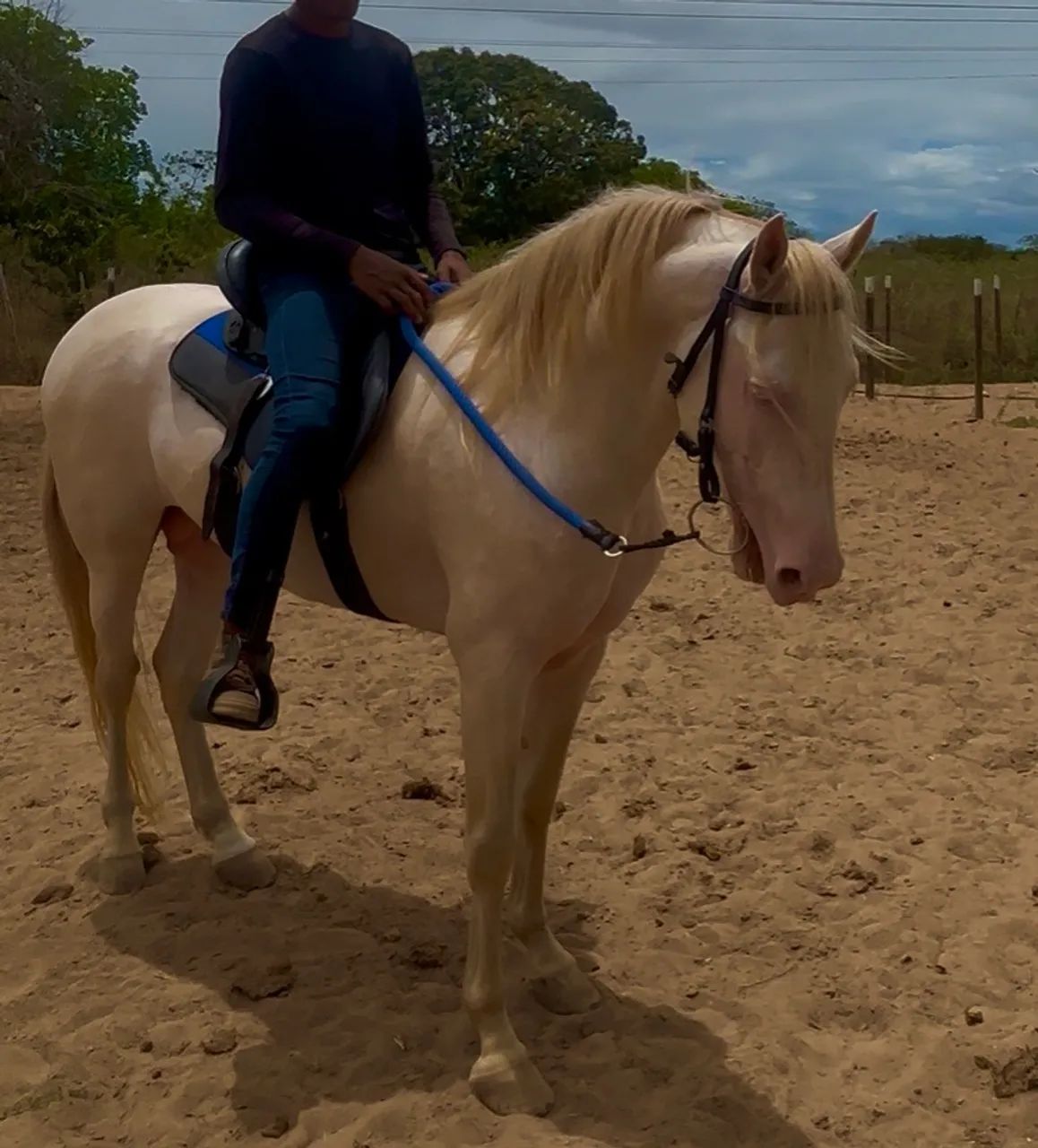 Cavalo Mangalarga