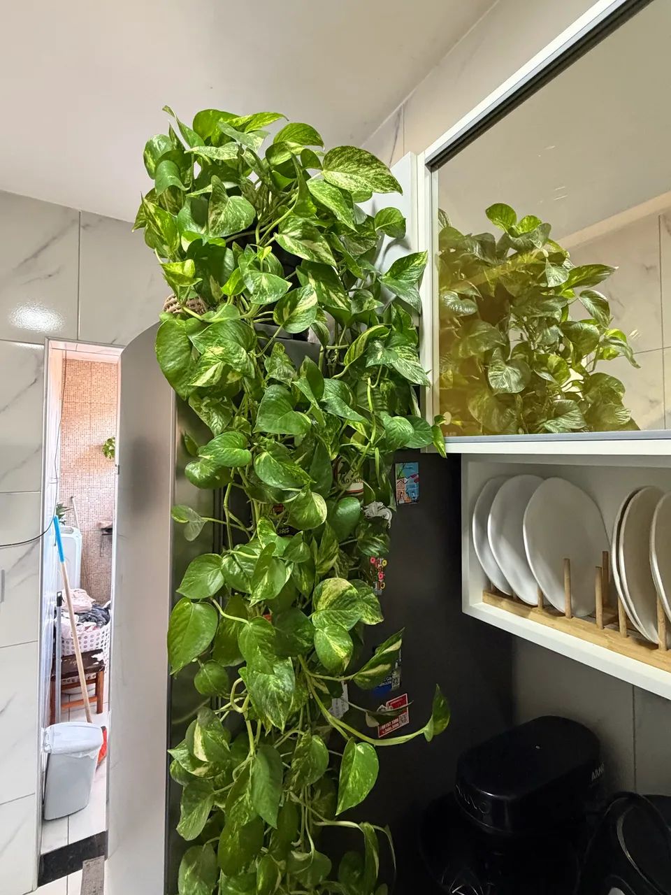 Planta jiboia  - Foto 3