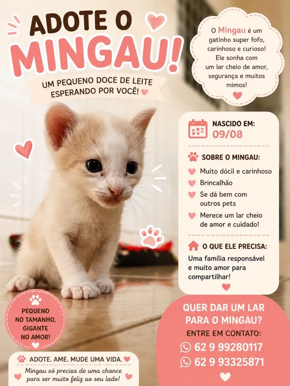 Gatos - Foto 4