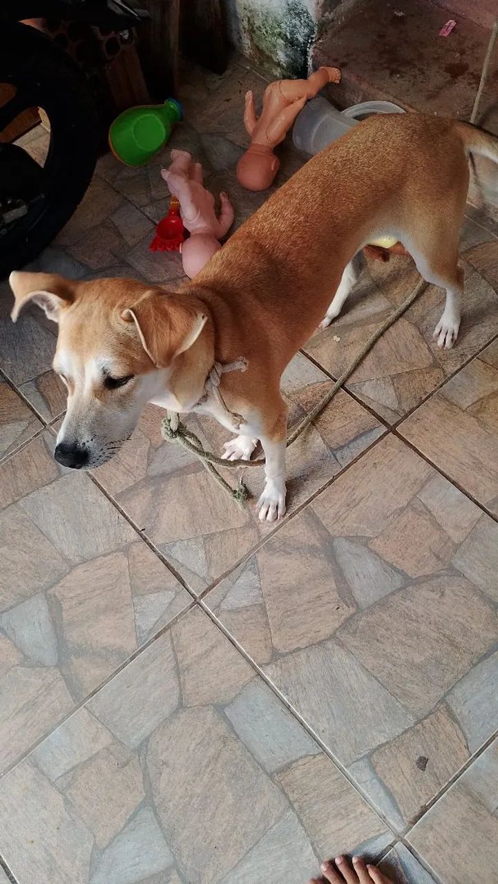 Doação de cachorro 