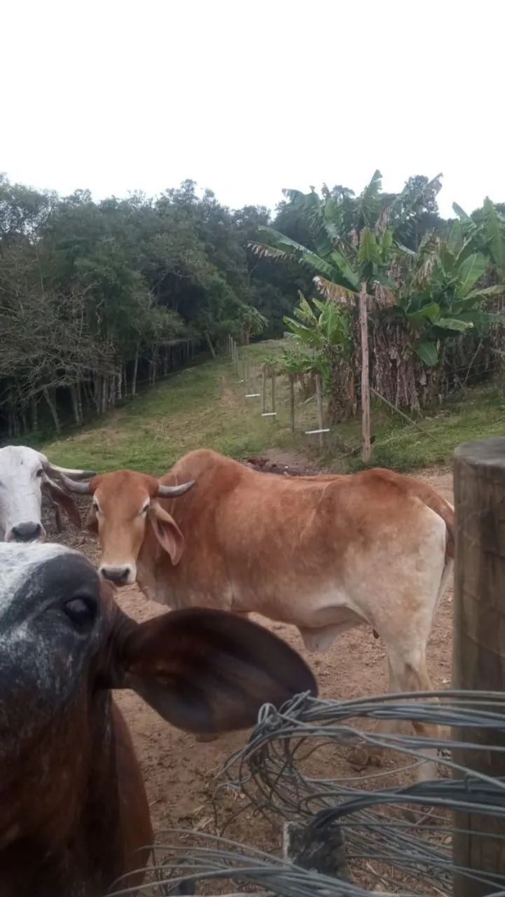 Animais  - Foto 3