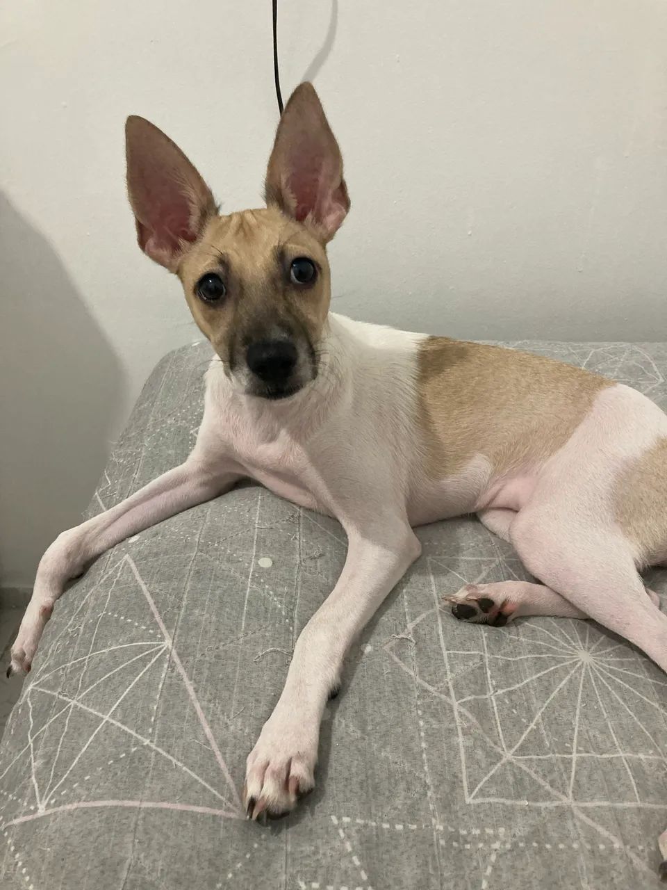 Doção responsável  - Foto 3