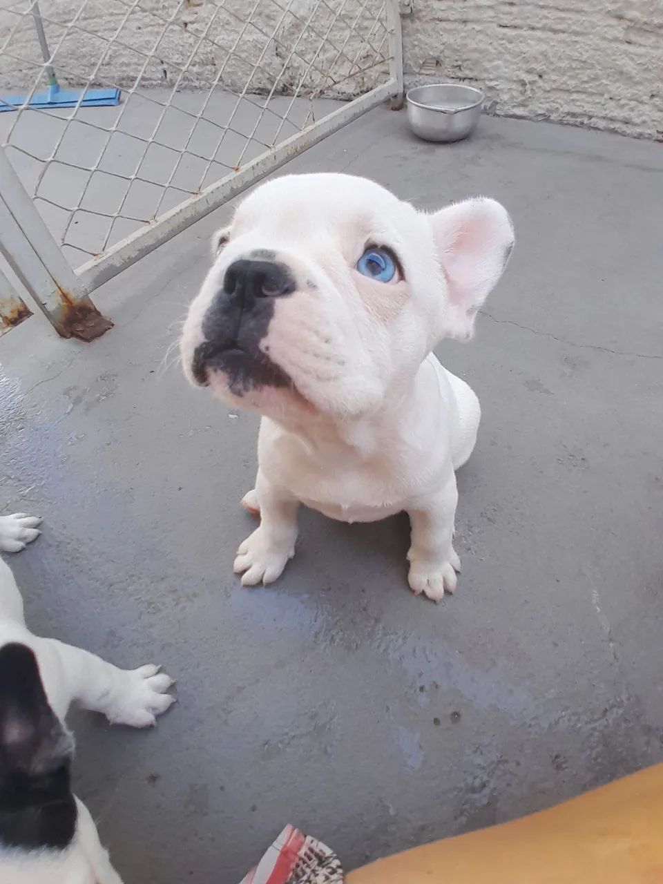 Bulldog Francês macho  - Foto 2