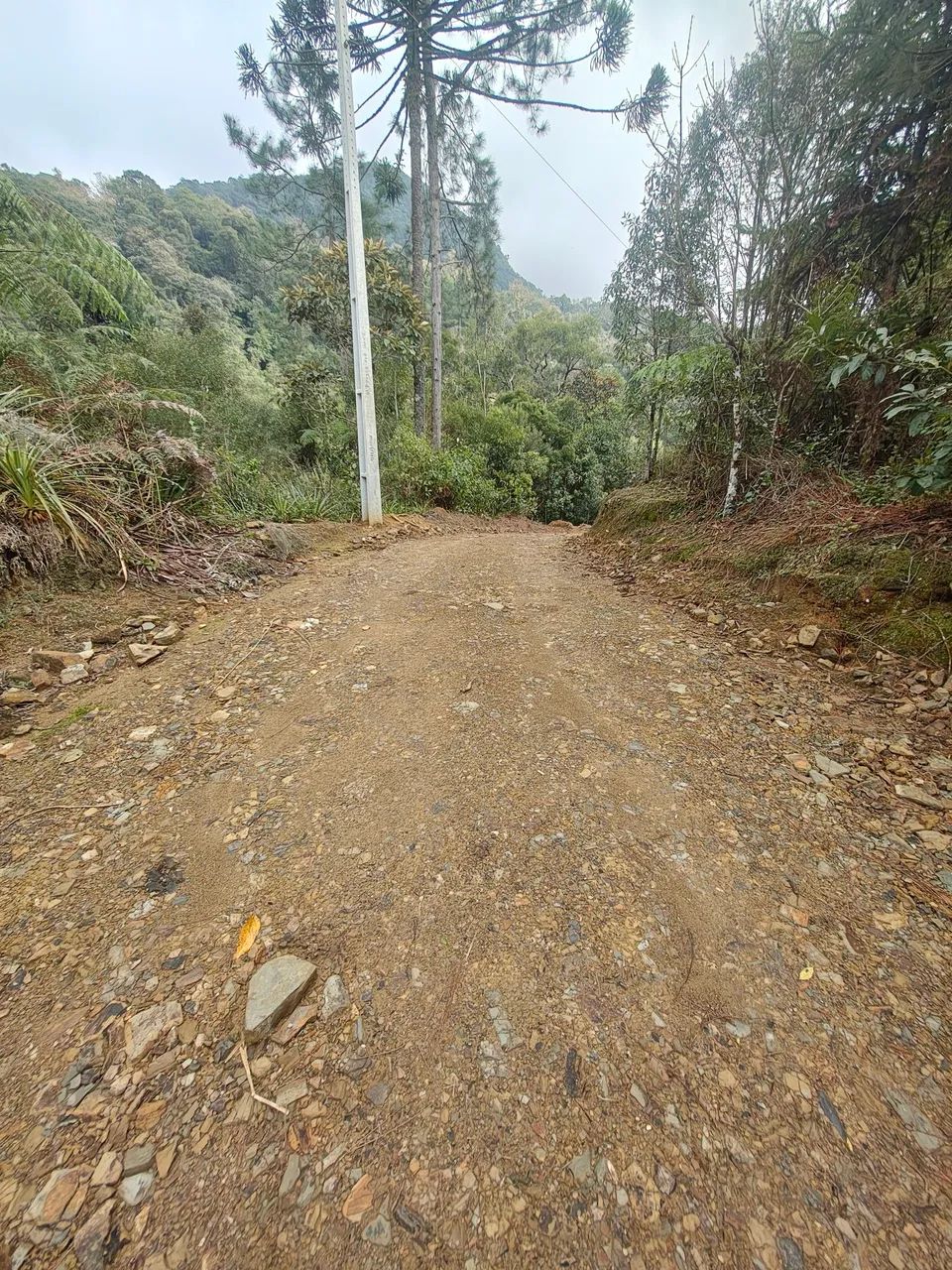 Sítio em Águas Mornas 4 hectares  - Foto 4