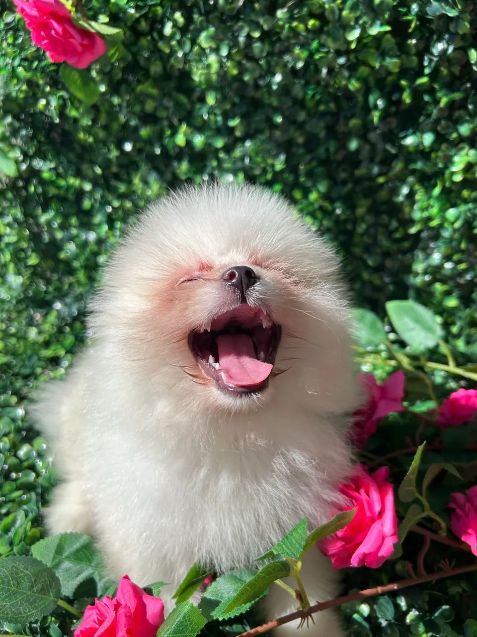 Lulu da Pomerania Anao - Foto 2