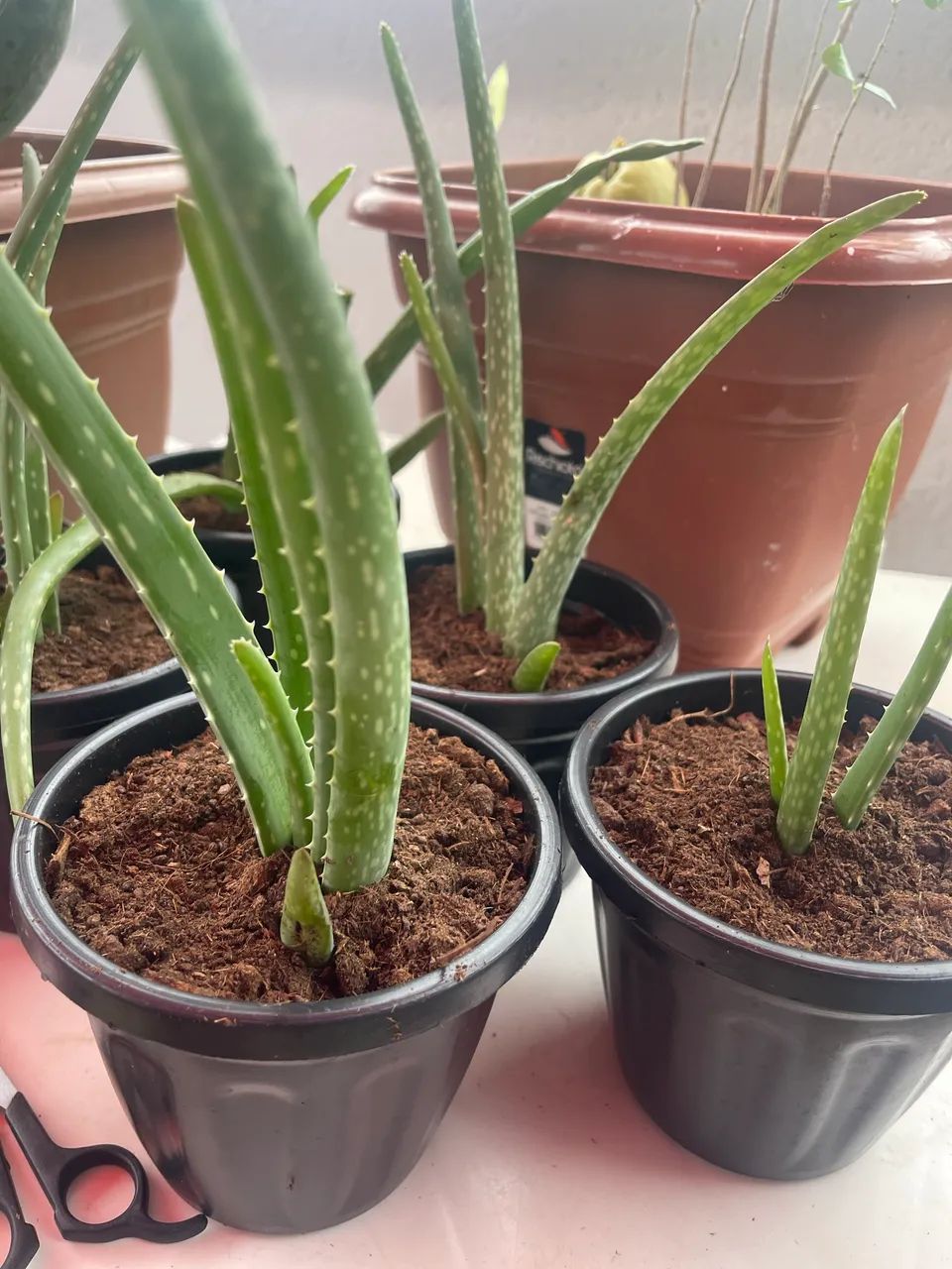 Muda de Aloe Vera babosa - Jardinagem e Plantas - João Paulo II ...