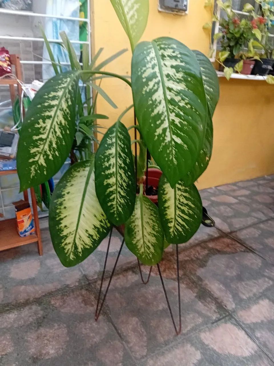 Planta no vaso. - Foto 2