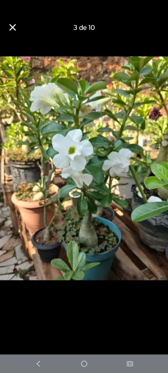 Rosa do deserto  - Foto 5