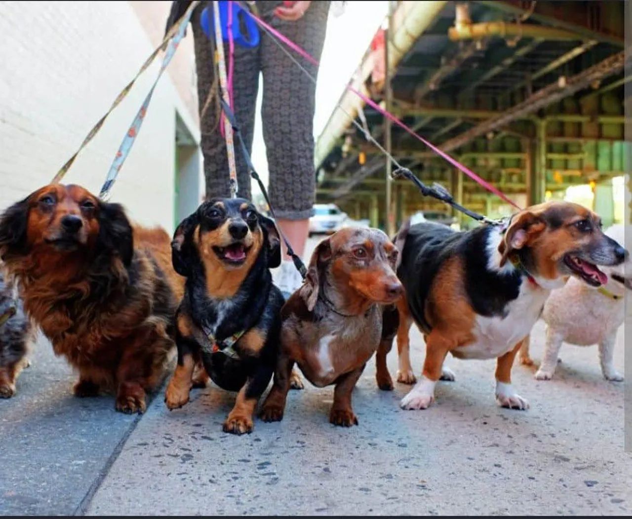 Passeador de cães 
