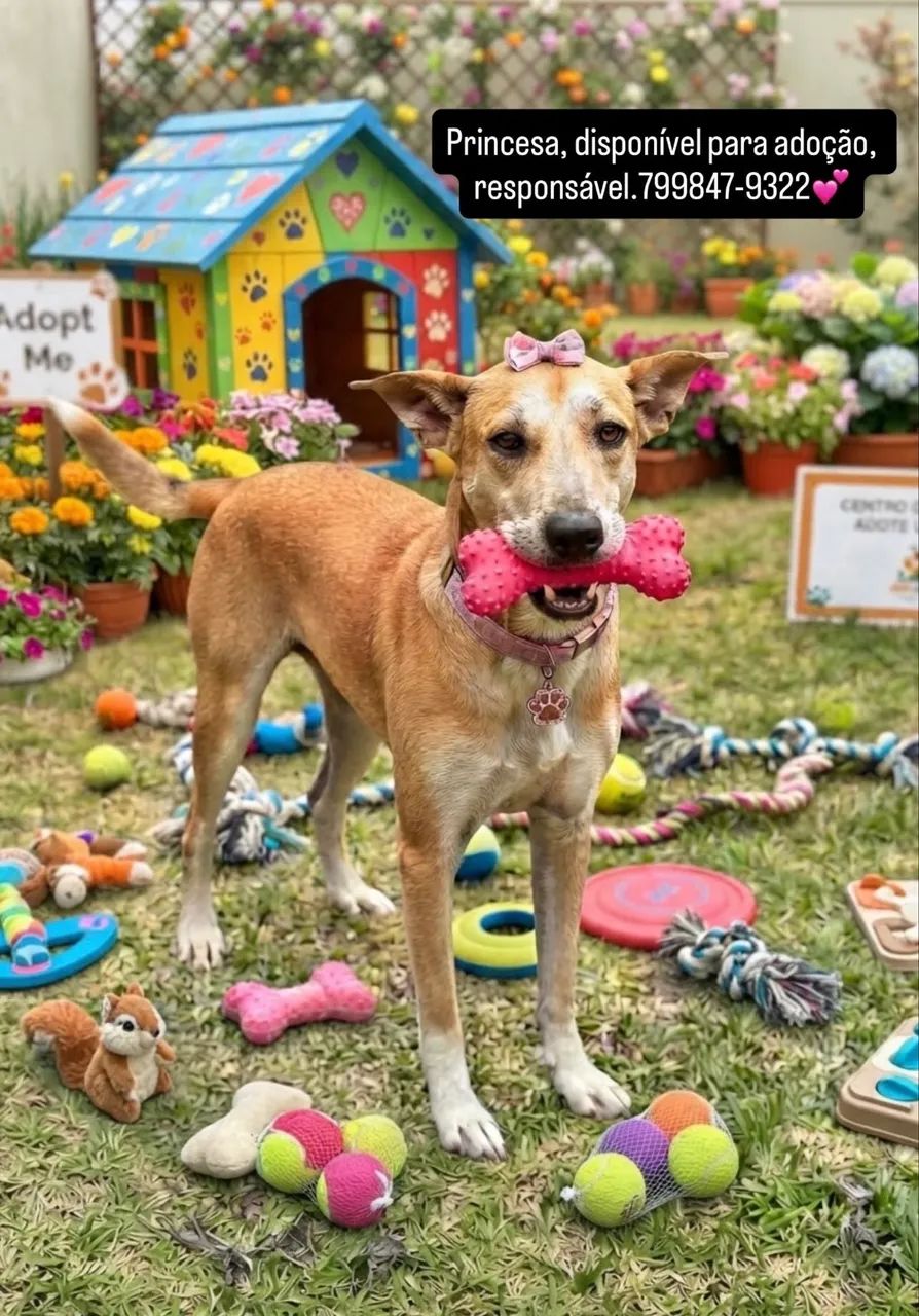 Animais para adoção!? - Foto 4