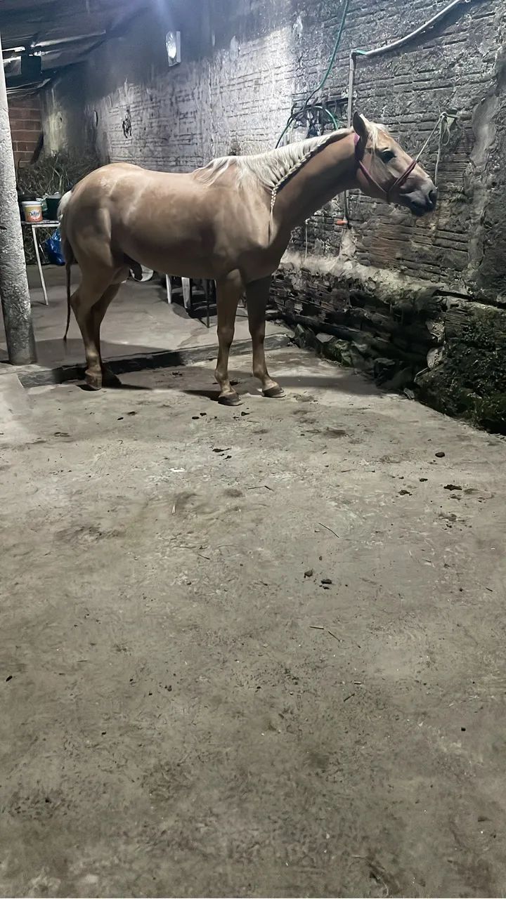 Cavalo QM  - Foto 4