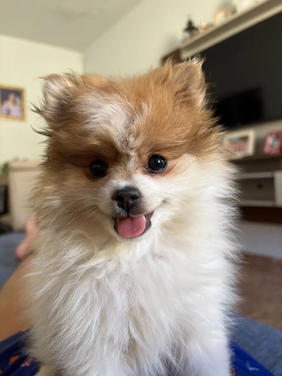 Spitz Alemão  - Foto 4