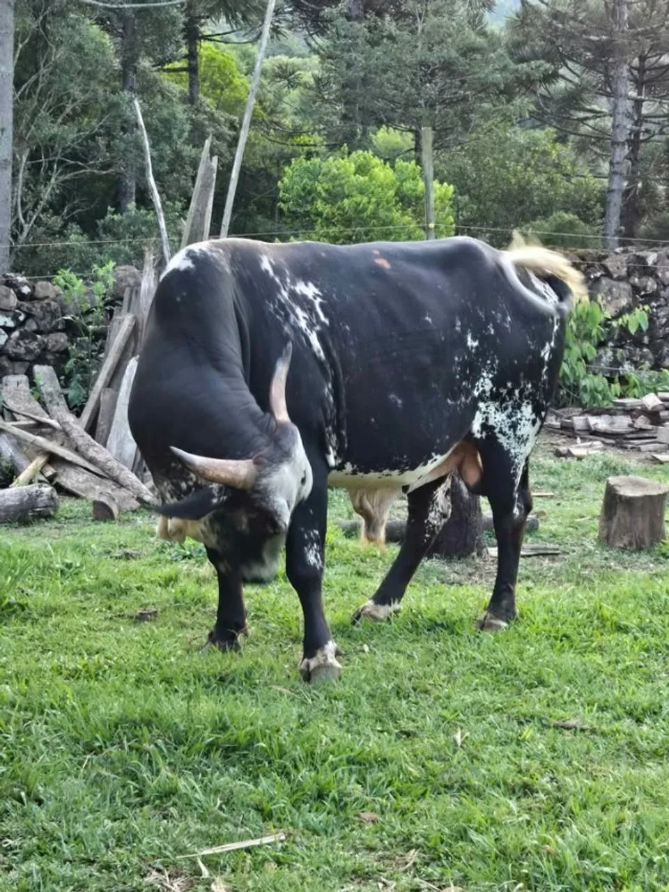Touro Gir - Interior Canela RS - Tenho Vacas/Ovelhas - Animais Agropecuária - Foto 3